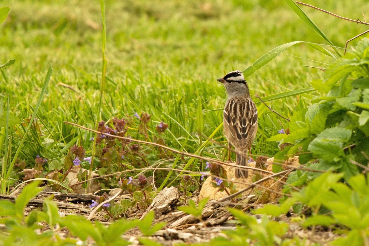 White-crowned Sparrow - ML572669701