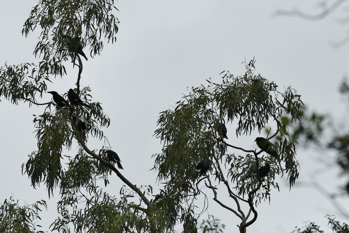 Pied Currawong - ML57266981