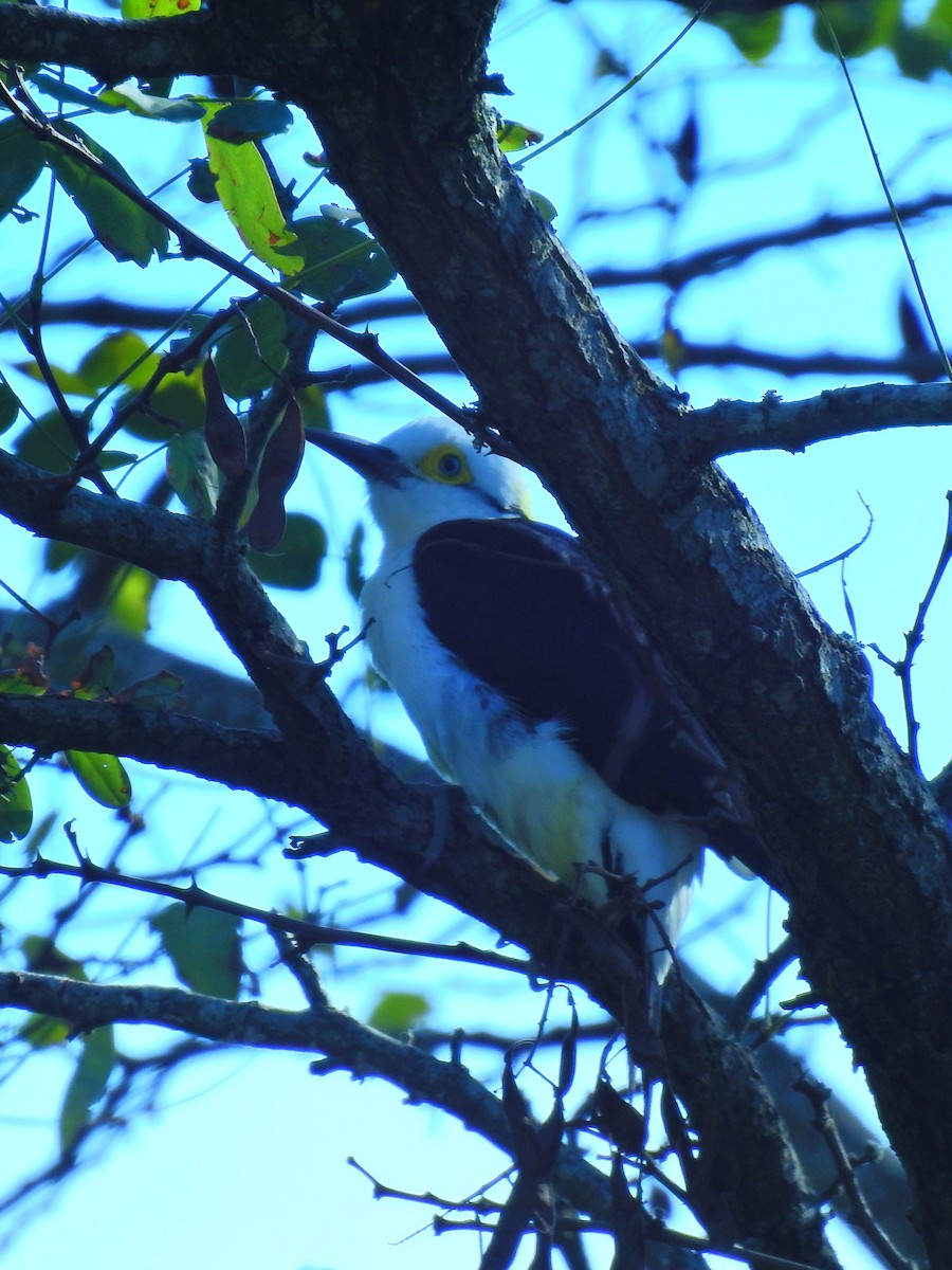 White Woodpecker - ML572673291