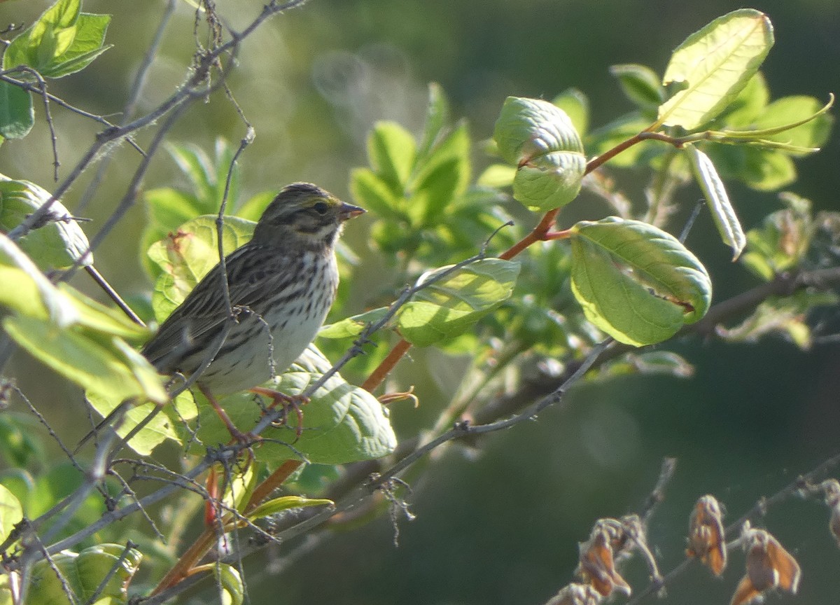 Savannah Sparrow - ML572681661
