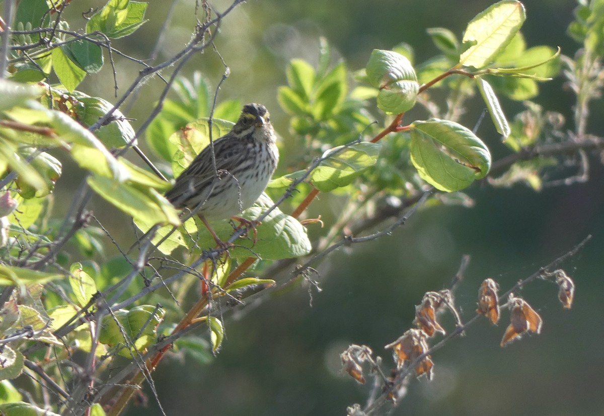 Savannah Sparrow - ML572681881