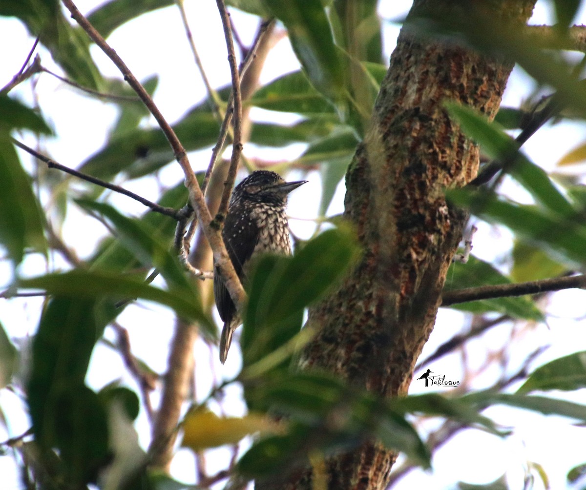 White-wedged Piculet - ML572682381