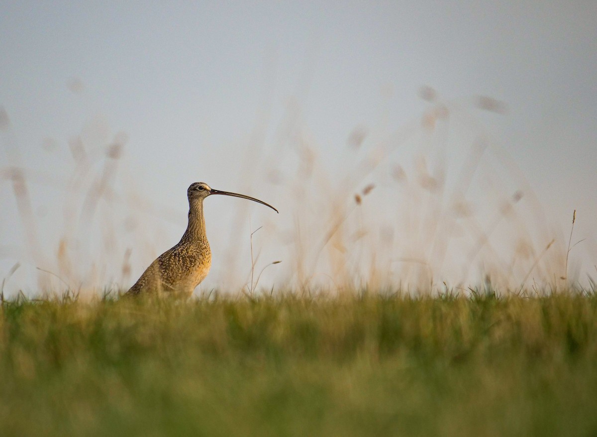 Long-billed Curlew - ML572683731