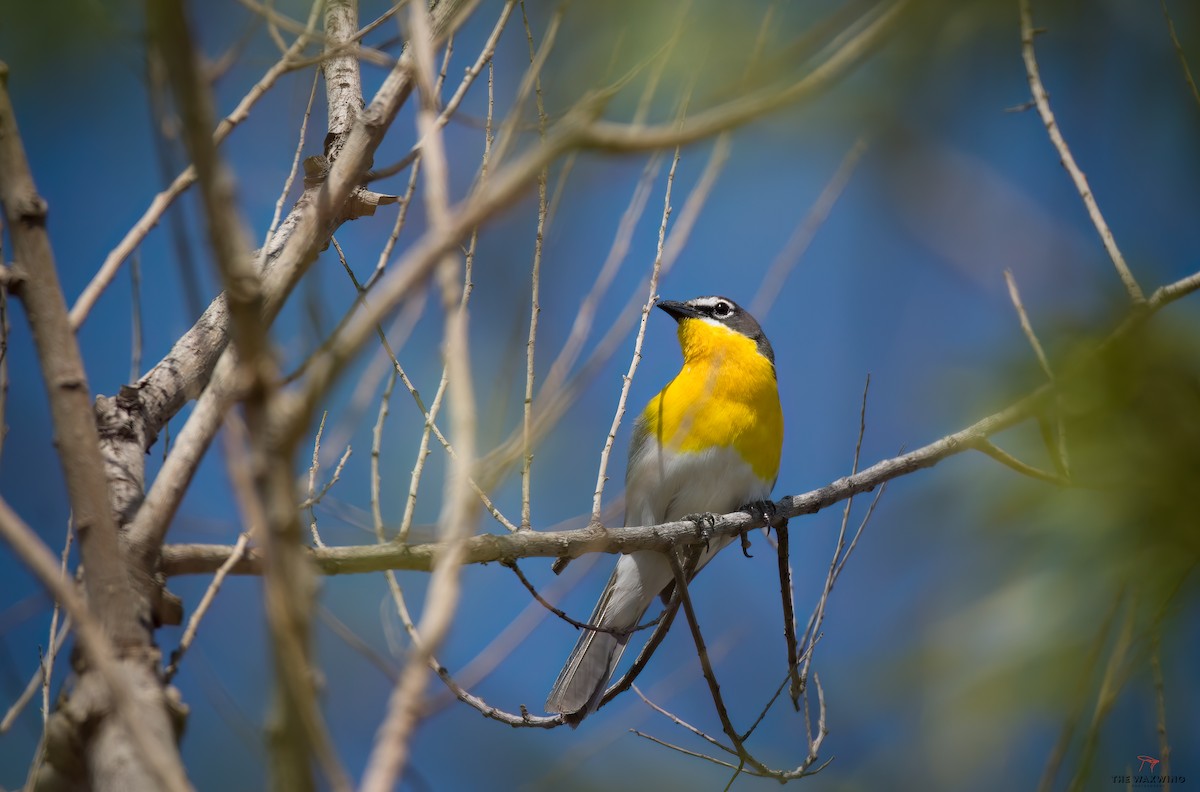 Yellow-headed Blackbird - ML572684771