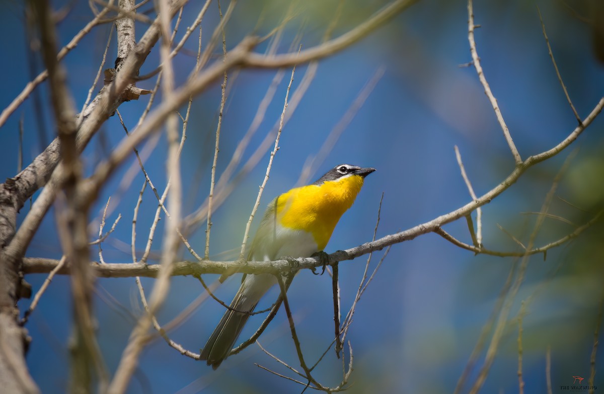 Yellow-headed Blackbird - ML572684781