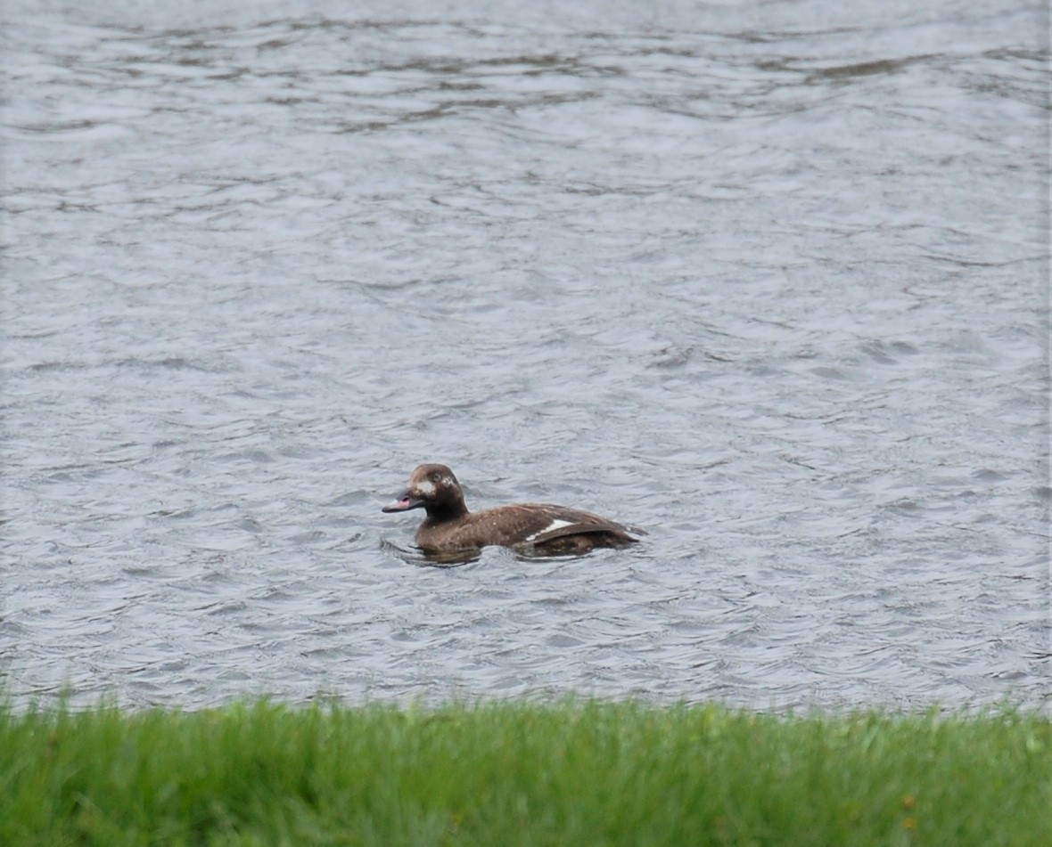 eBird Checklist - 15 May 2019 - Black Moshannon SP - 3 species