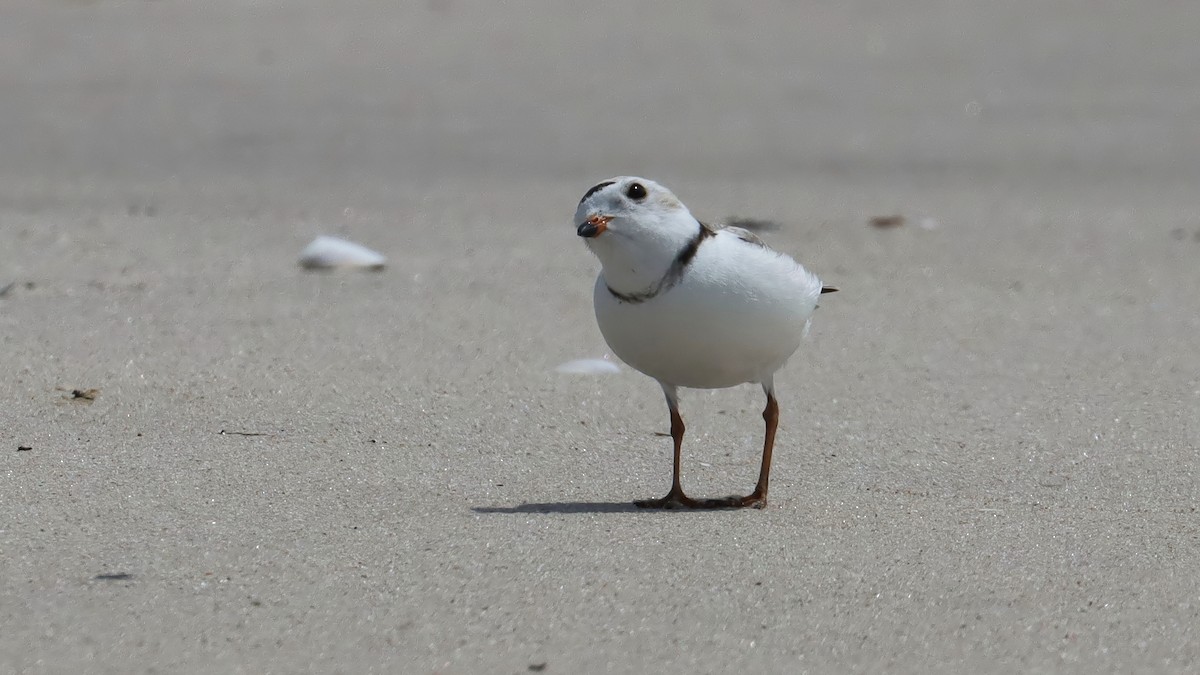 Piping Plover - ML572695671