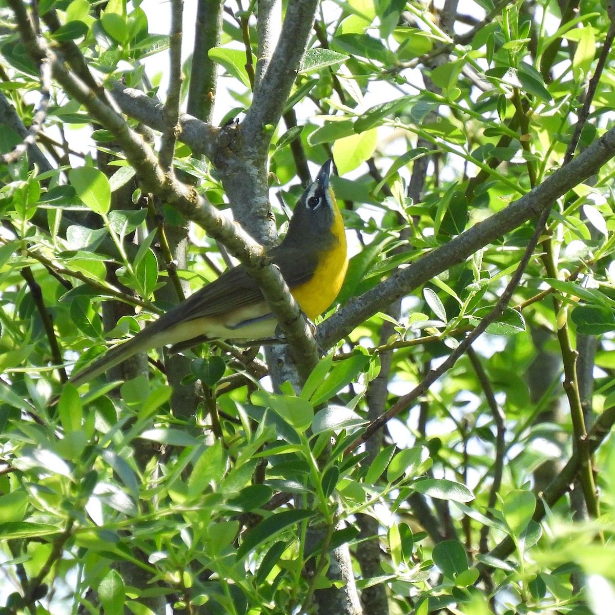Yellow-breasted Chat - ML572698281