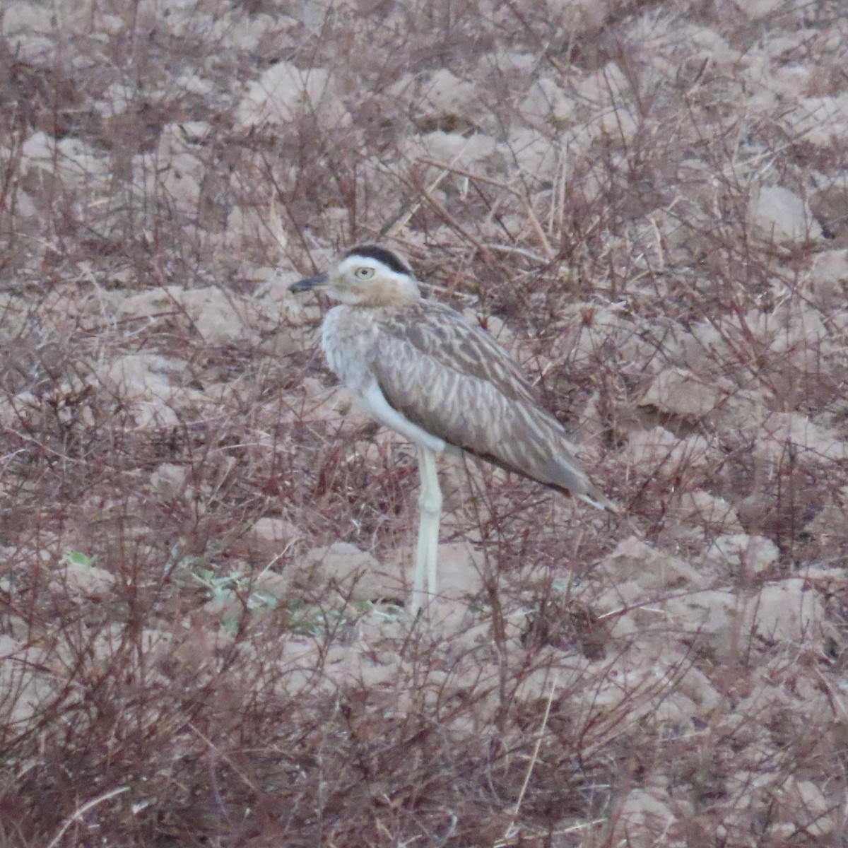 Double-striped Thick-knee - ML572698621