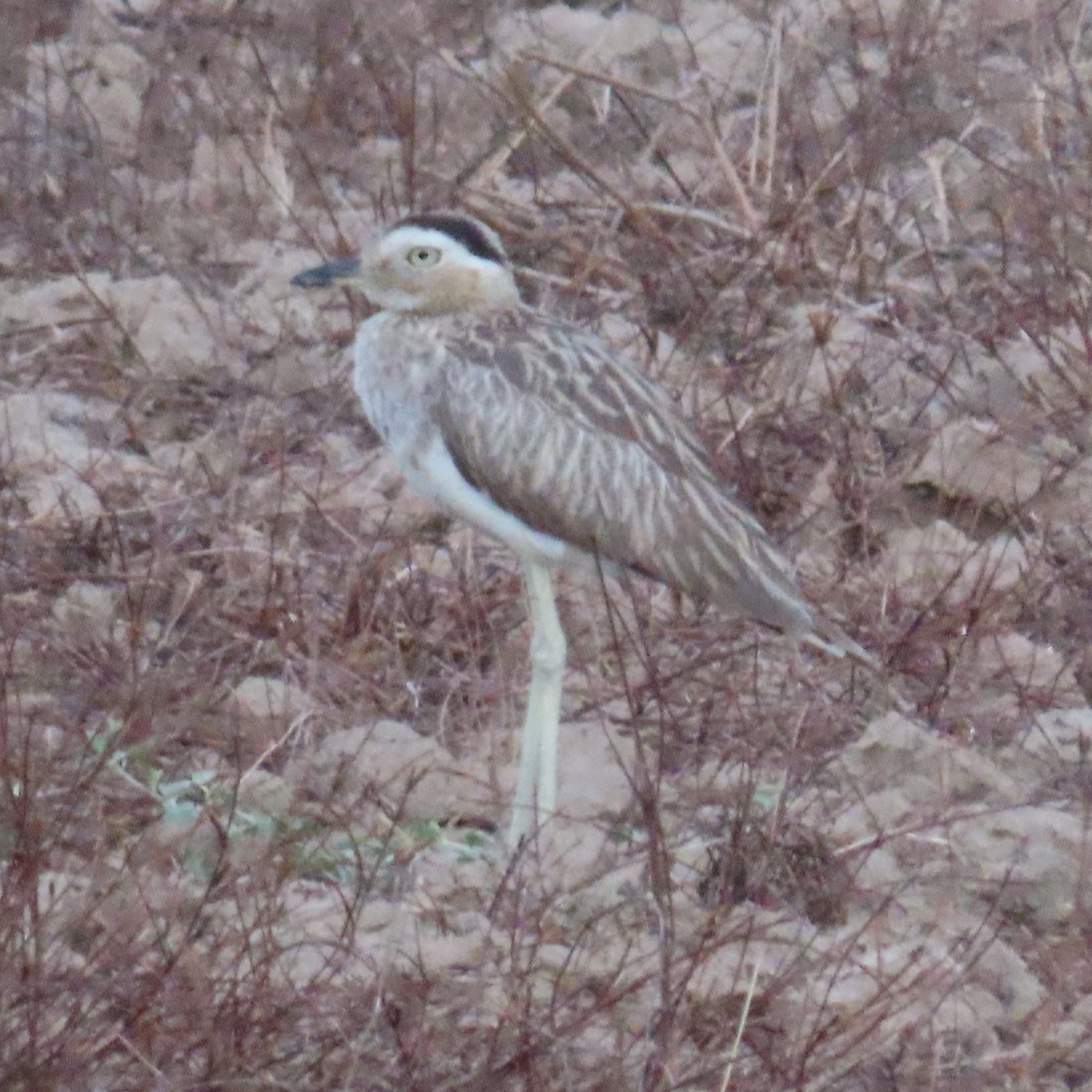 Double-striped Thick-knee - ML572698631