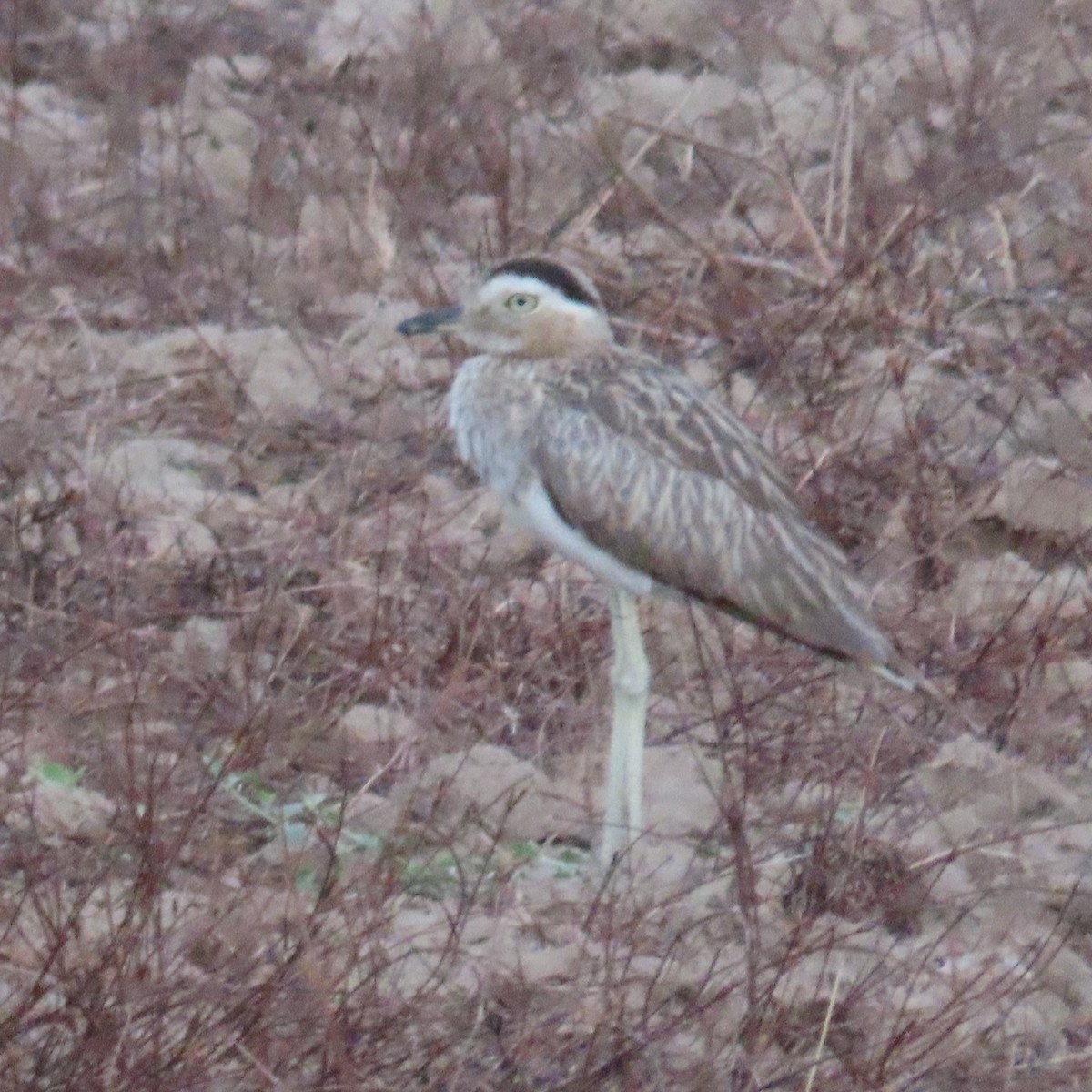 Double-striped Thick-knee - ML572698641
