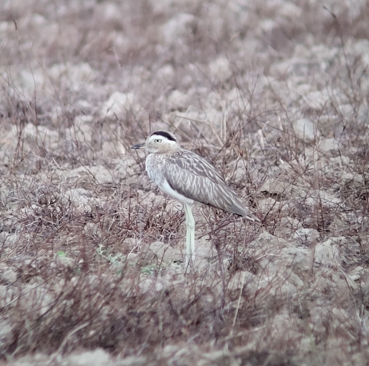 Double-striped Thick-knee - ML572698801