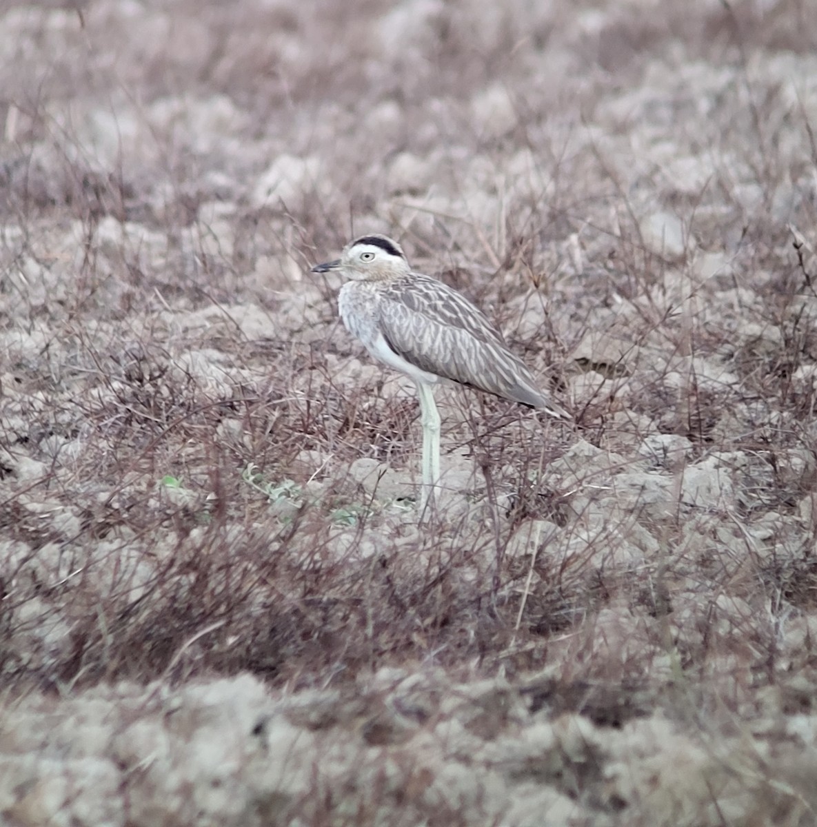 Double-striped Thick-knee - ML572698811