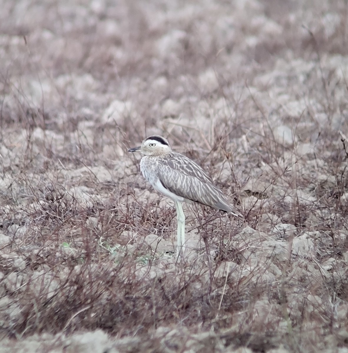 Double-striped Thick-knee - ML572698821