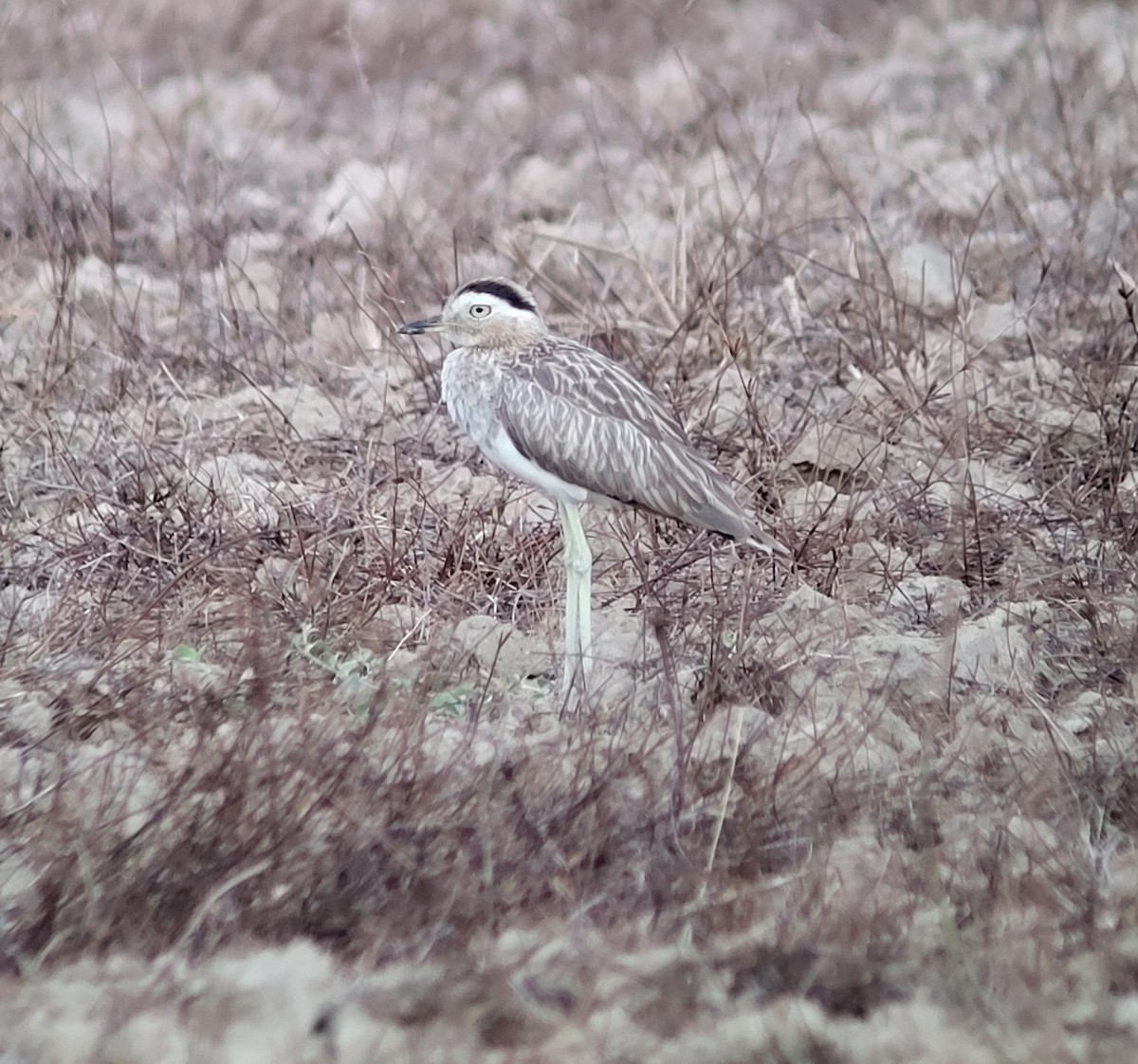 Double-striped Thick-knee - ML572698841
