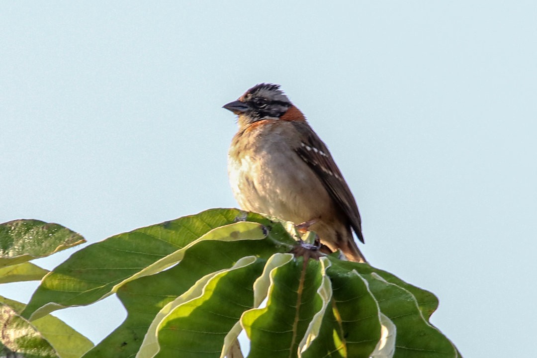 Rufous-collared Sparrow - ML572699391