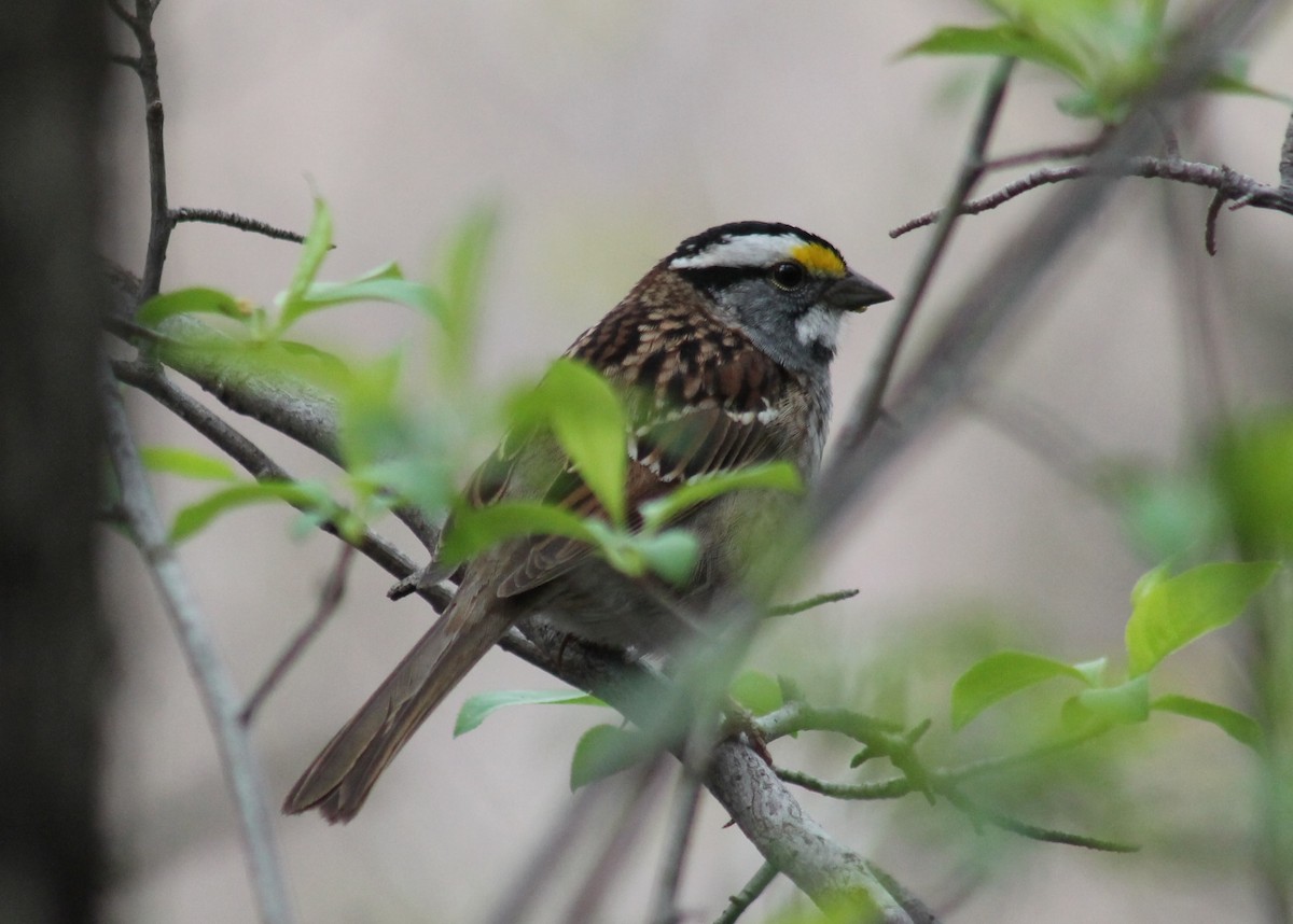 White-throated Sparrow - ML572701791