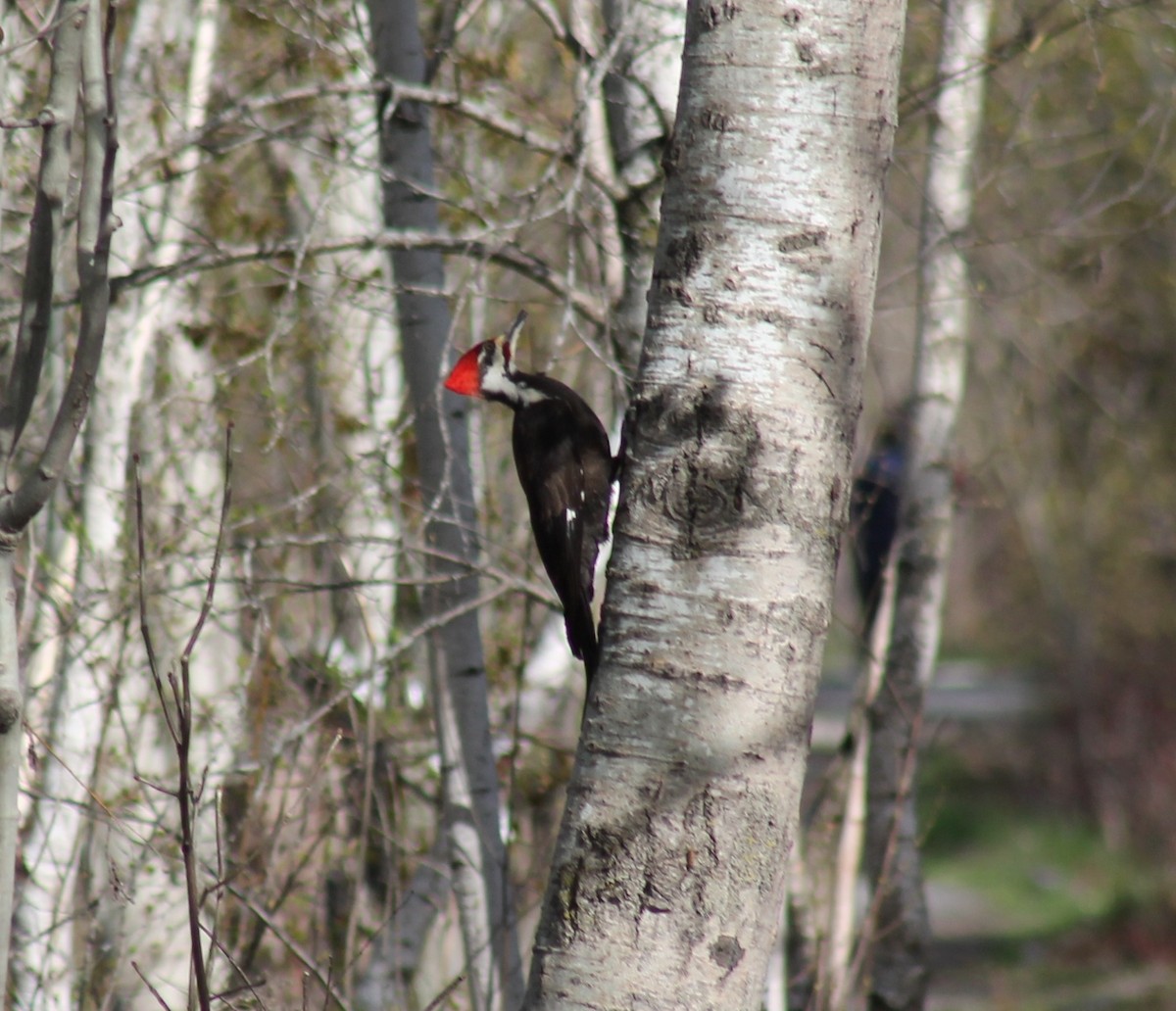 Pileated Woodpecker - ML572702551
