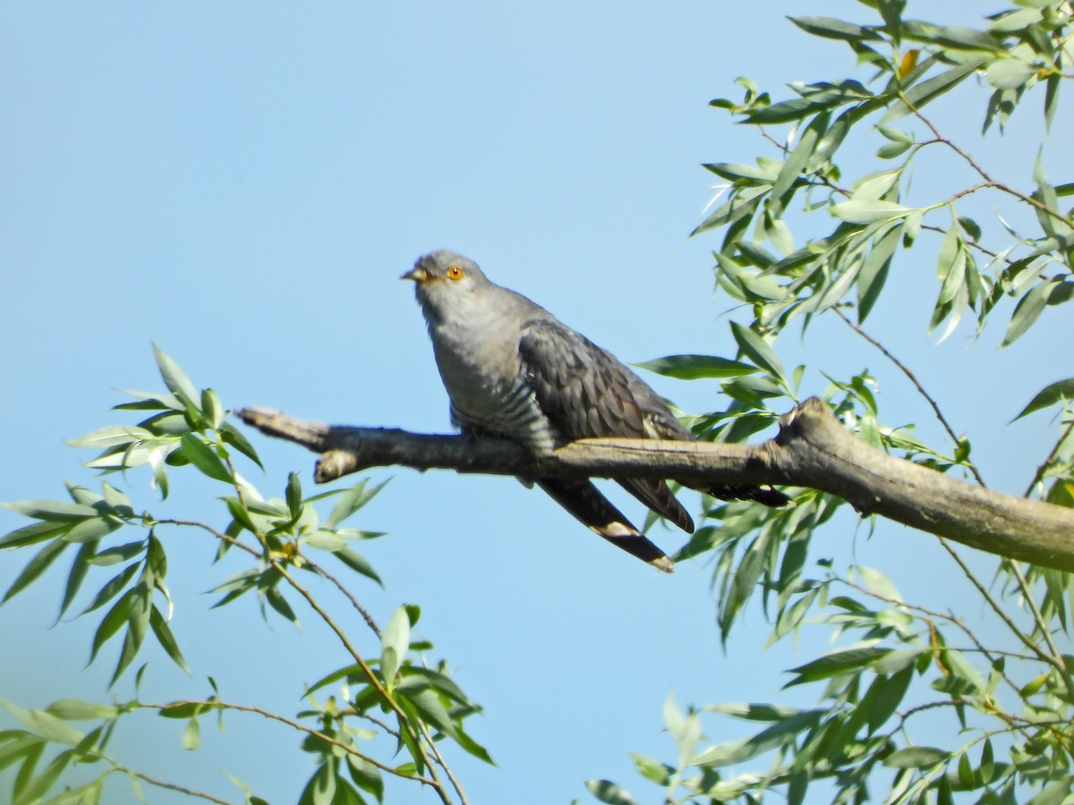 Common Cuckoo - ML572709581