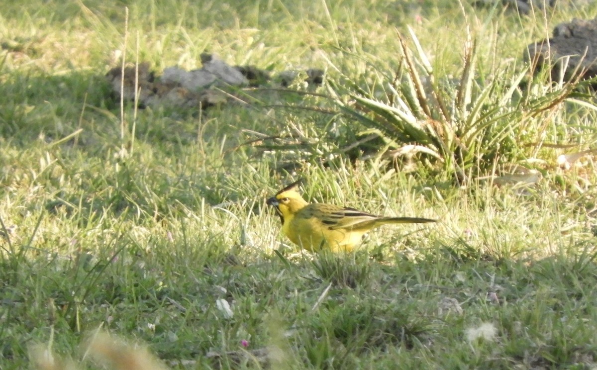 Yellow Cardinal - ML572709761