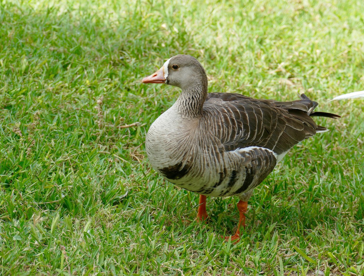 Greater White-fronted Goose - ML572710701