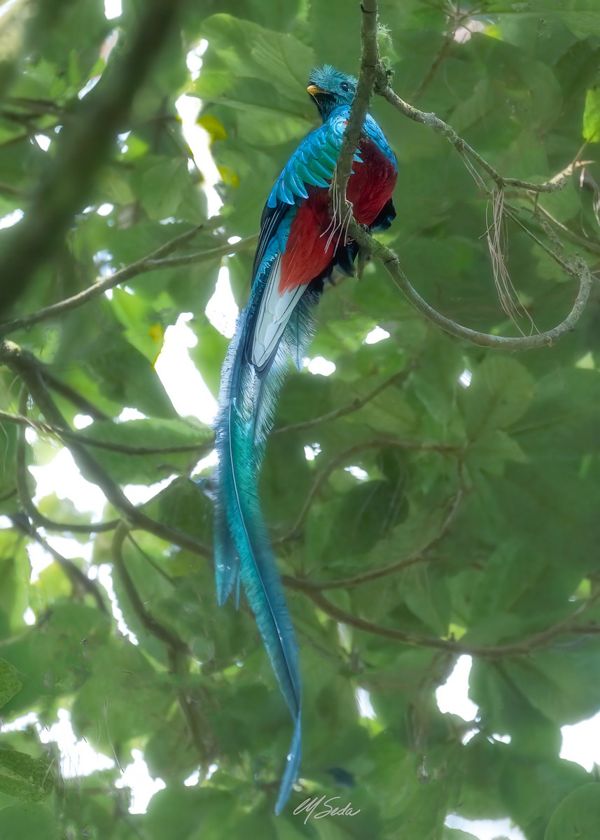Quetzal resplendissant - ML572710841