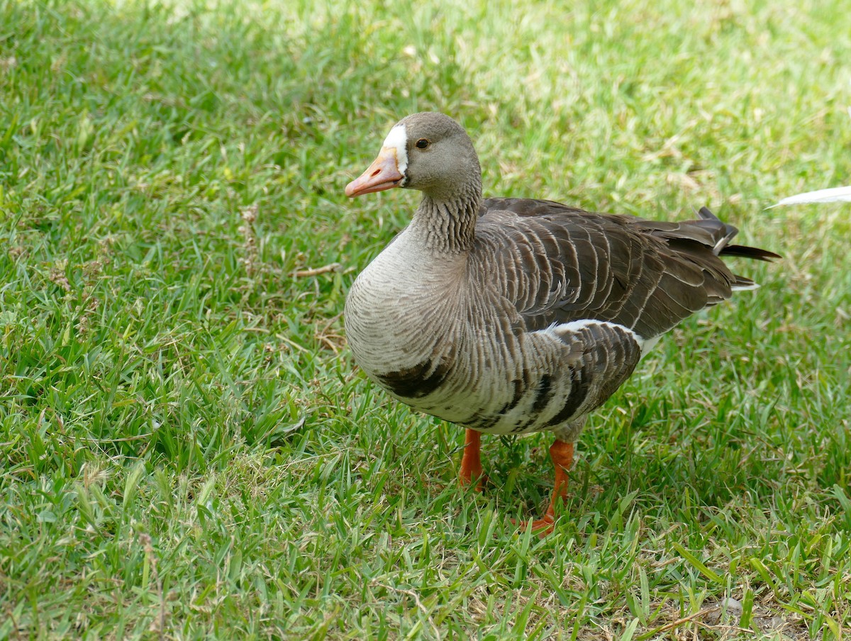 Greater White-fronted Goose - ML572711561