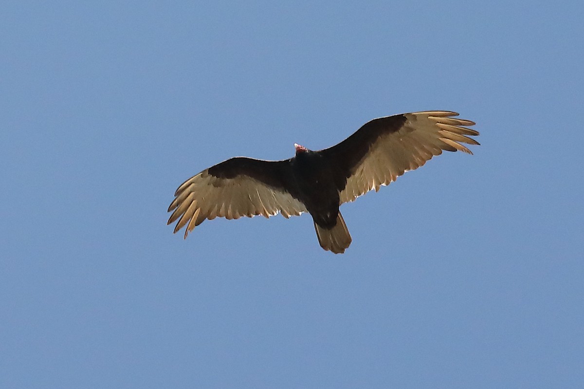 Turkey Vulture - ML572712291