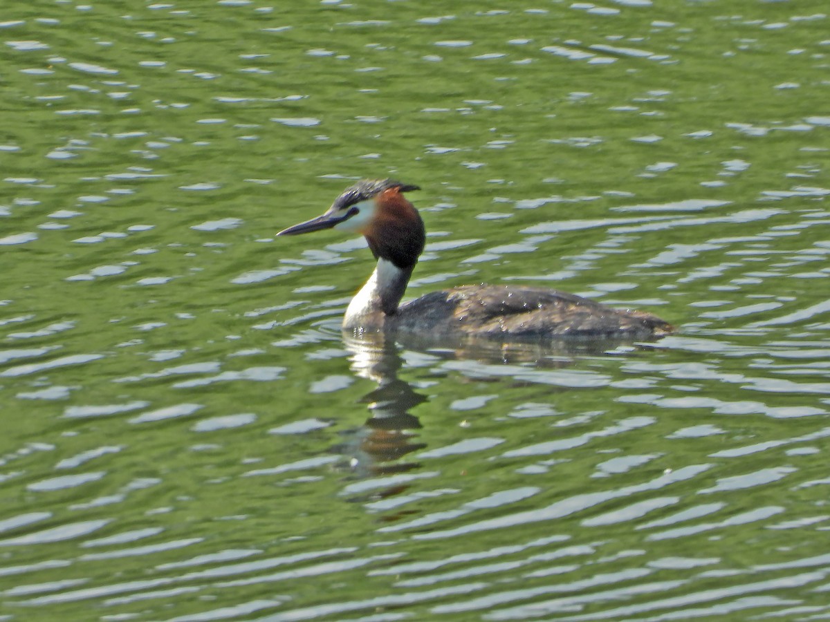 Great Crested Grebe - ML572712511