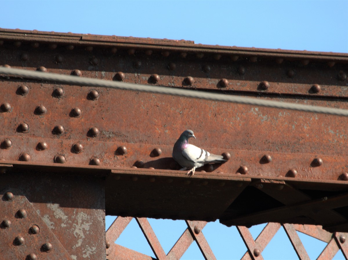 Rock Pigeon (Feral Pigeon) - ML572713571