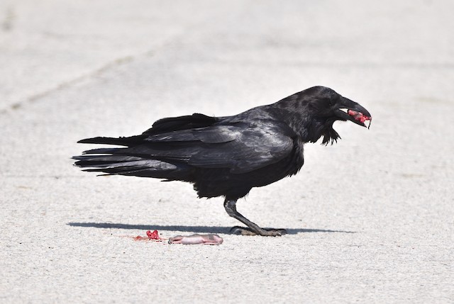 Identification Pitfalls--Crows and Ravens - eBird