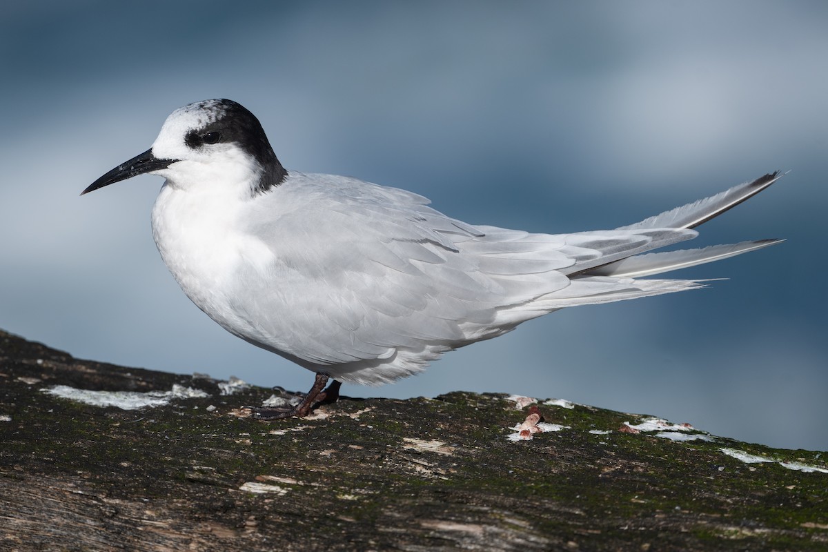White-fronted Tern - ML572717011