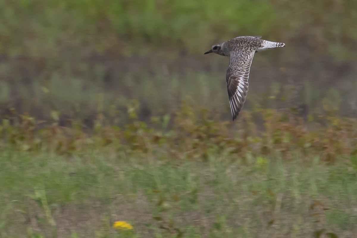Black-bellied Plover - ML572717511