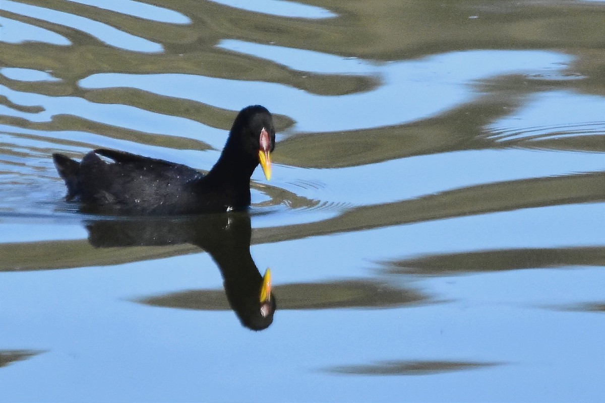 Red-fronted Coot - ML572717581