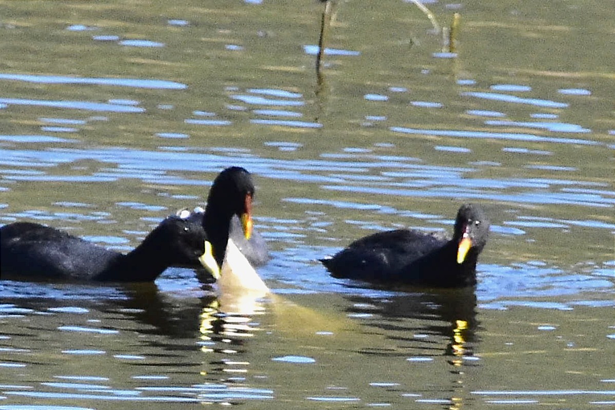 Red-fronted Coot - ML572717591