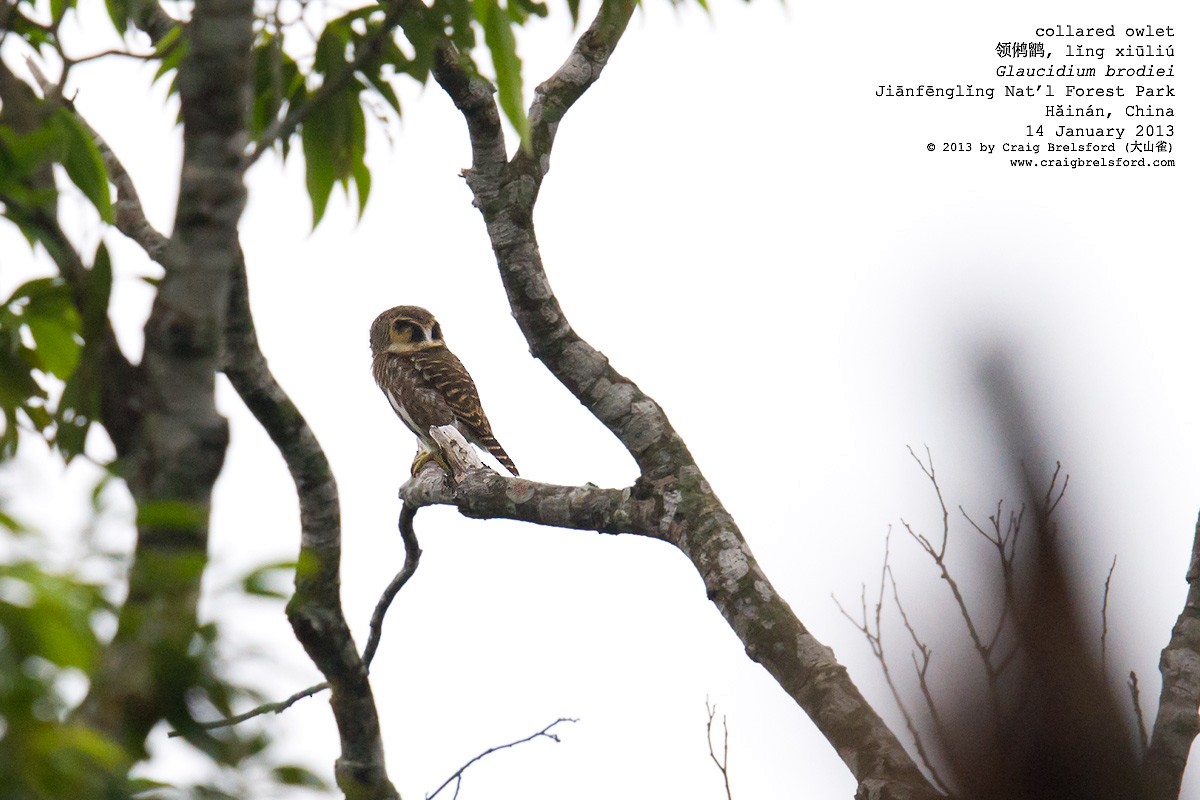 Collared Owlet - ML57271921