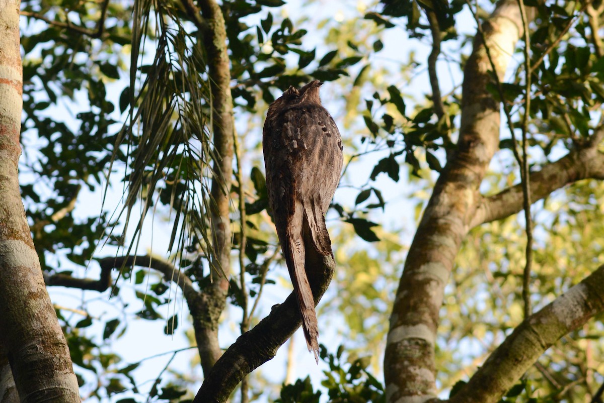 Long-tailed Potoo - Ben Phalan