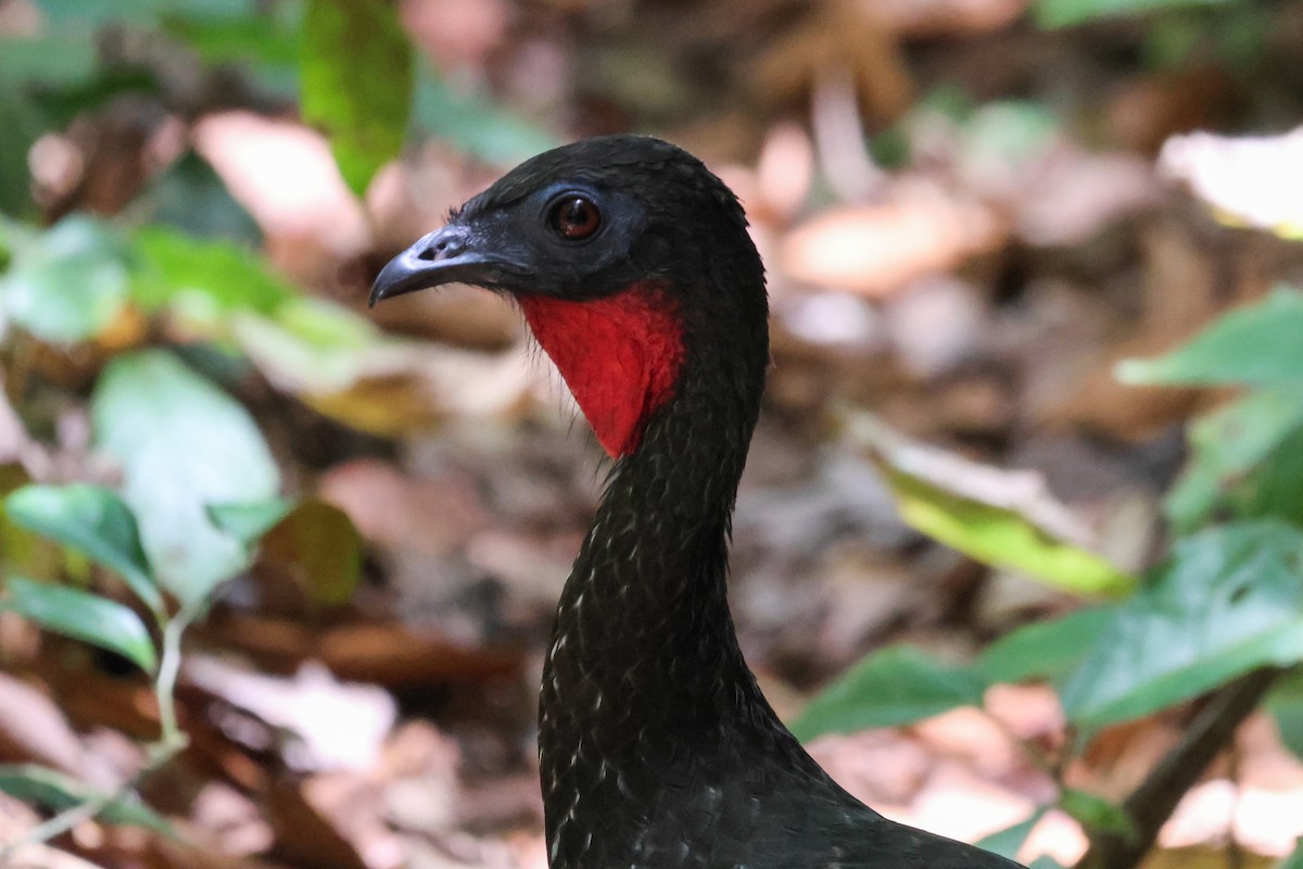 Crested Guan - ML572722391