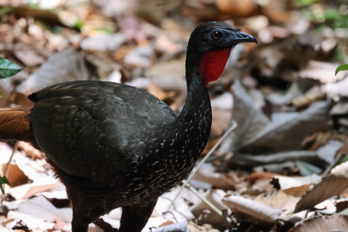 Crested Guan - Peter Crosson