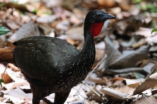 Crested Guan, ML572722401