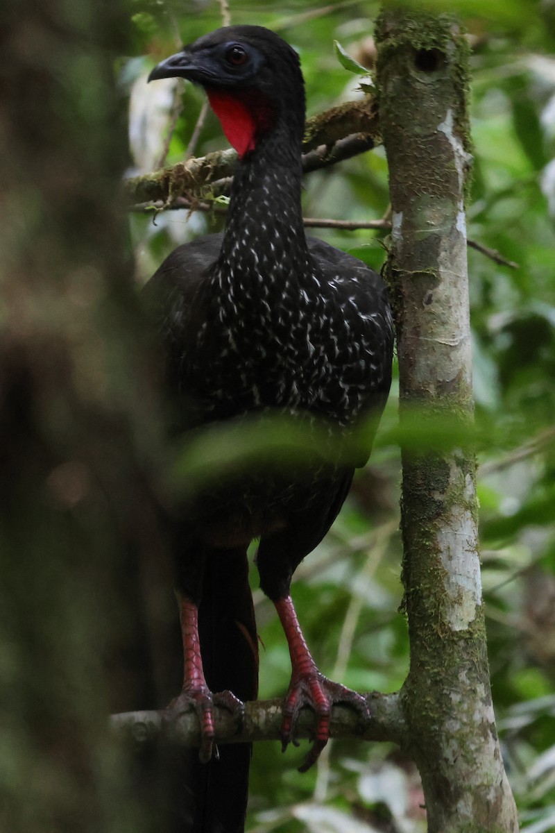 Crested Guan - ML572722421