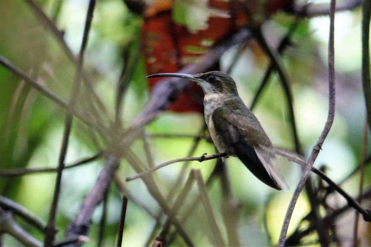Pale-tailed Barbthroat - ML57272251