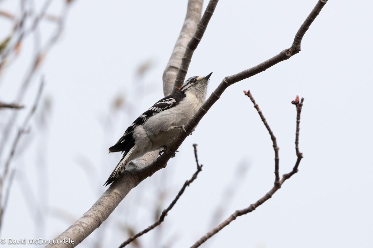 Downy Woodpecker - ML572722521