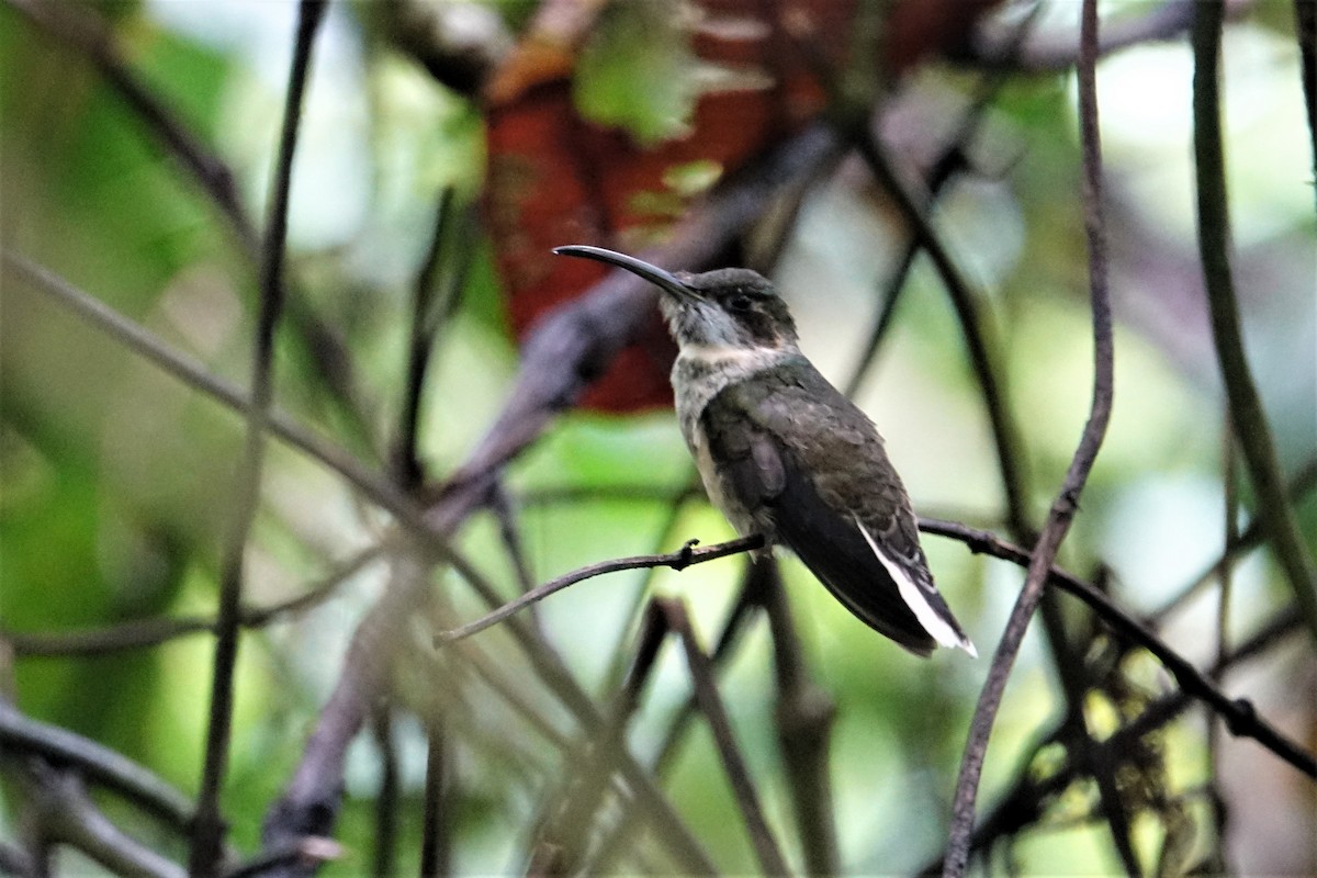 Pale-tailed Barbthroat - ML57272301