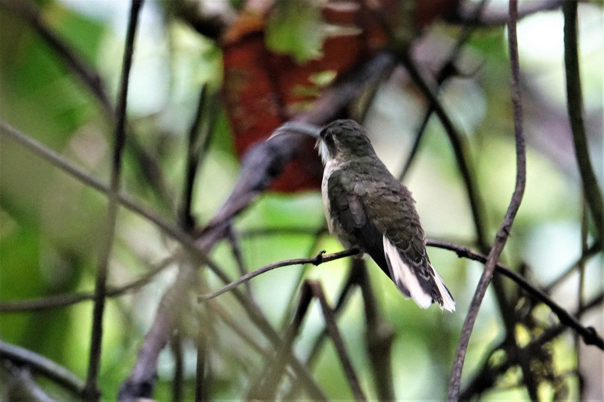 Pale-tailed Barbthroat - ML57272321
