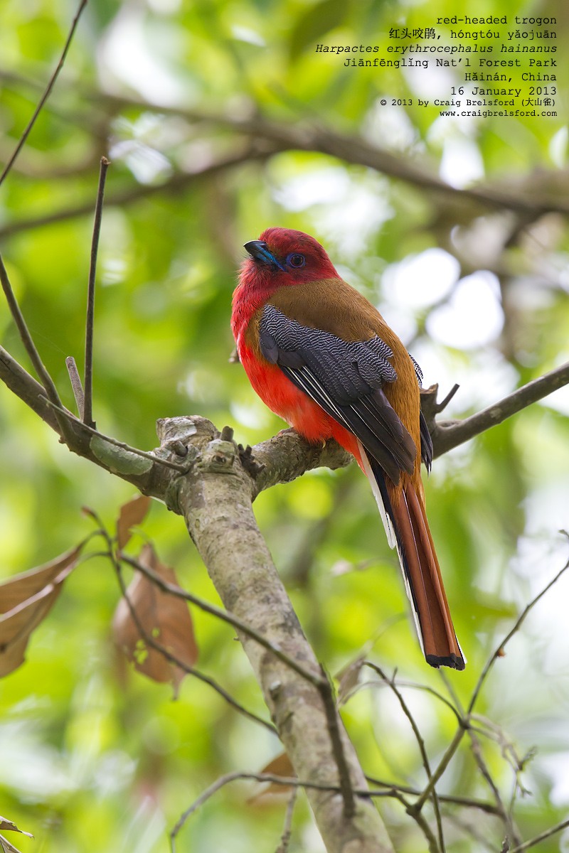 Red-headed Trogon - ML57272401