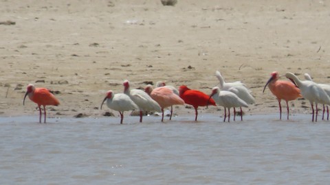 Scarlet Ibis - eBird