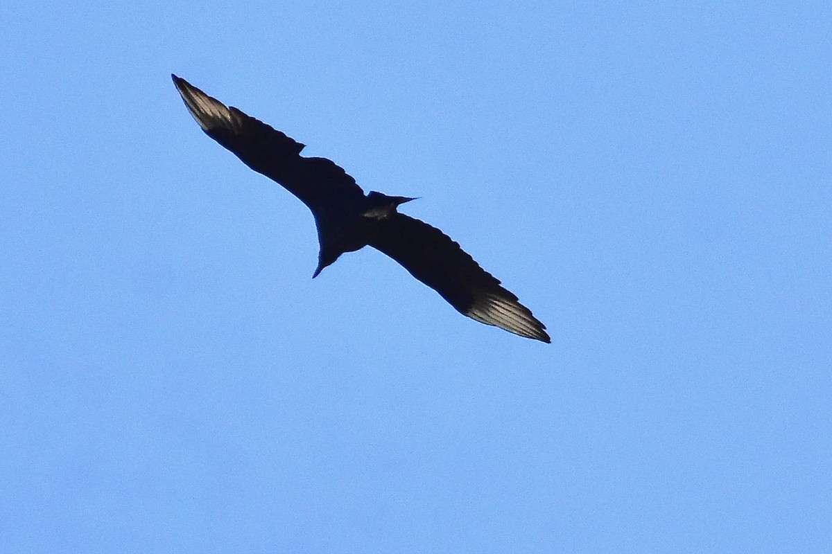 Black Vulture - ML572728141