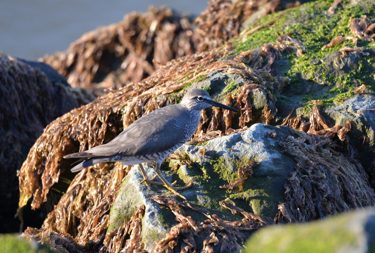 EBird Checklist 15 May 2023 Iona Island South Jetty 16 Species
