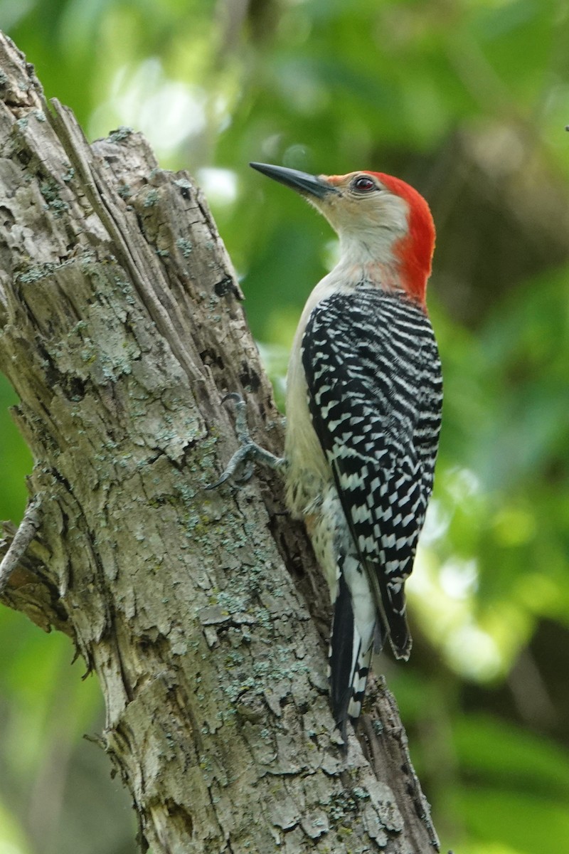 Red-bellied Woodpecker - ML572730621